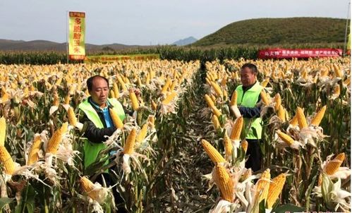 内蒙古科右中旗多胞胎玉米高产种植模式观摩会硕果丰