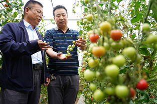 陕西太白 高山反季节种菜助增收