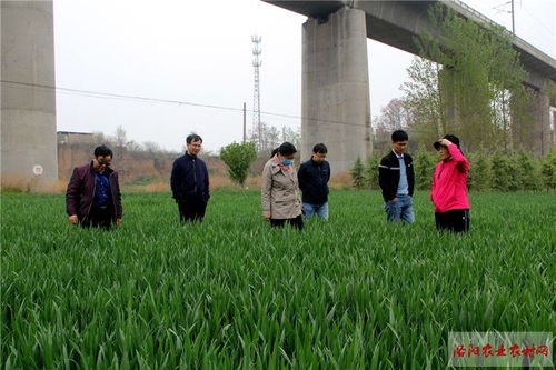 市农业农村局植保部门积极开展小麦条锈病监测防控