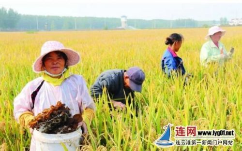 1900多名示范户带领村民致富 连云港灌云实施科技示范工程 打通农技推广 最后一公里