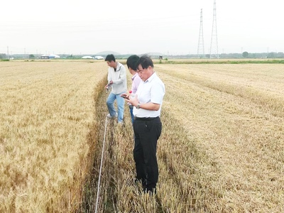 国家统计局枣庄调查队到台儿庄区开展夏粮整割整测工作
