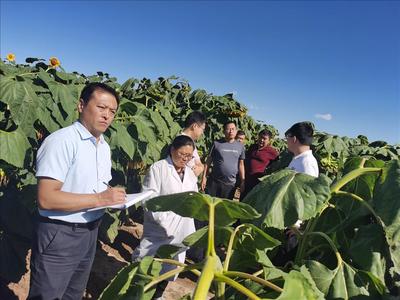 全国农业技术推广服务中心品种登记处到市种子管理站检查向日葵验证试验